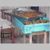 ifefcxinio0974.jpg