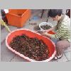 ifefcxinio1014.jpg